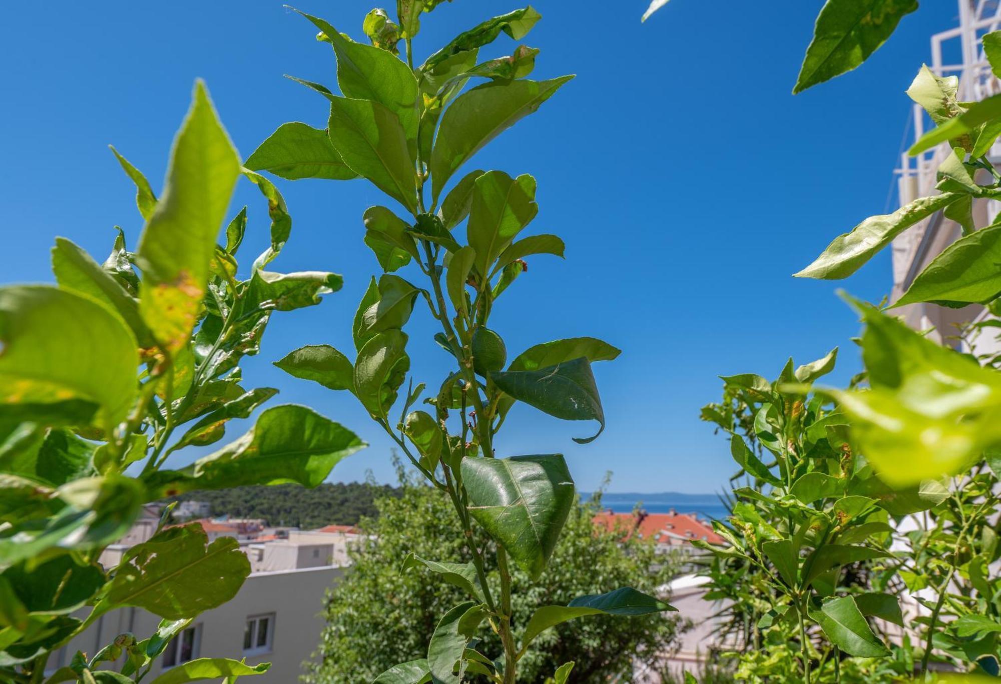Apartmani Sani Μακάρσκα Εξωτερικό φωτογραφία